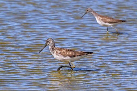Two common greenshanks (Tringa nebularia) foraging in shallow water of pond in late summer, early