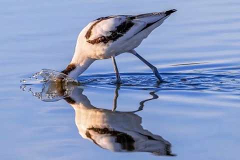 Pied avocet (Recurvirostra avosetta) foraging in shallow water of pond in evening light in late