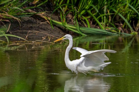 Great white egret, great egret (Ardea alba) non-breeding adult stretching wings pond in late summer