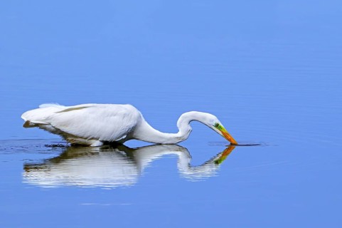 Great white egret, great egret (Ardea alba) non-breeding adult fishing in shallow water of pond in