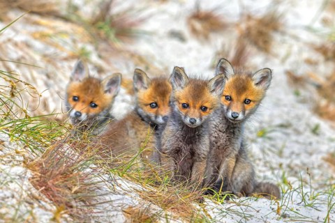 Young red foxes (Vulpes vulpes) four curious kits, juveniles looking towards camera near burrow,