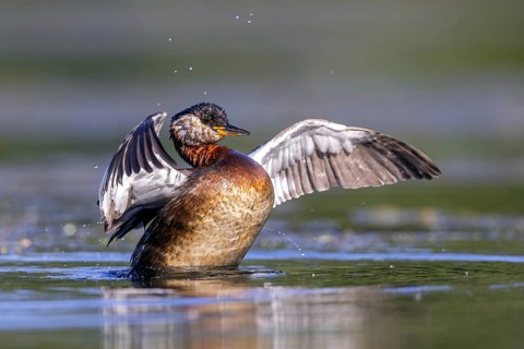 Red-necked grebe (Podiceps grisegena, Podiceps griseigena) adult in breeding plumage flapping wings