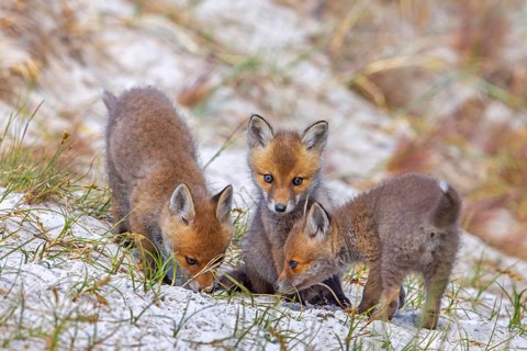 Young red foxes (Vulpes vulpes) three playful kits, juveniles playing near burrow, den in the sand