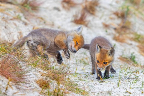 Young red foxes (Vulpes vulpes) two playful kits, juveniles playing near burrow, den in the sand