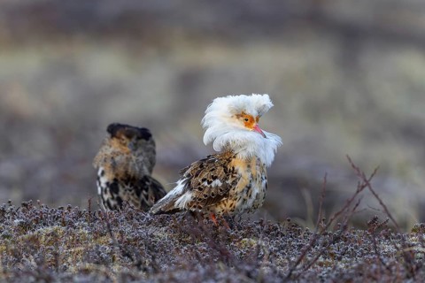 Two ruffs (Calidris pugnax), satellite with white neck ruff and territorial male in breeding
