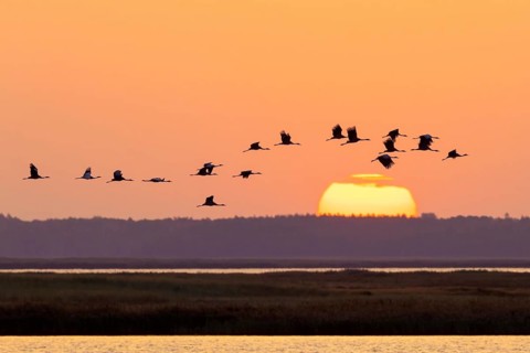 Migrating flock of common cranes, Eurasian cranes (Grus grus) in flight silhouetted against orange