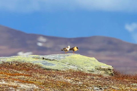 Two ruffs (Calidris pugnax), satellite with white neck ruff and territorial male in breeding