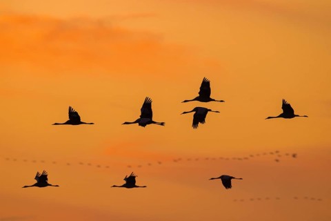 Migrating flock of common cranes, Eurasian cranes (Grus grus) in flight silhouetted against orange