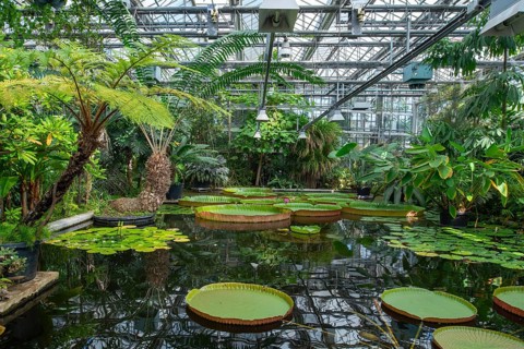 Floating leaves of giant waterlilies in the tropical Victoria greenhouse at the University