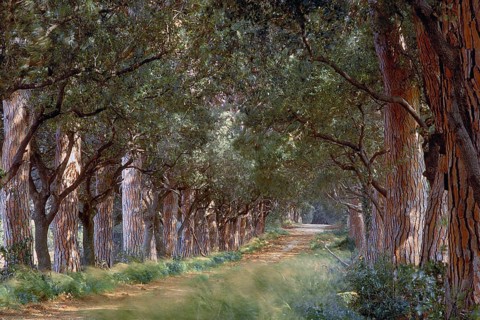 Pine avenue (Pinus pinea), Tuscany, Italy