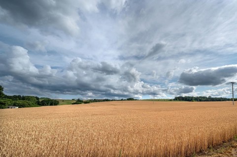 Ripe wheat field (Triticum), cloudy sky, Franconia, Bavaria, Germany