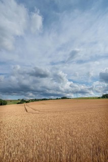 Ripe wheat field (Triticum), cloudy sky, Franconia, Bavaria, Germany
