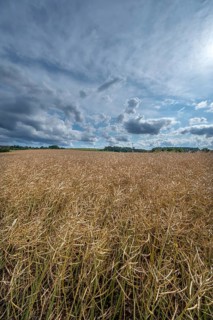 Ripe rape field (Brassica napus), cloudy sky, Franconia, Bavaria, Germany