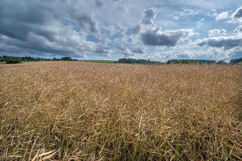 Ripe rape field (Brassica napus), cloudy sky, Franconia, Bavaria, Germany