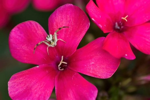 Goldenrod crab spider (Misumena vatia) on a bright pink flower, phlox blossom, Hesse, Germany