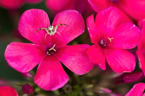 Two bright pink flowers, phlox flowers, with a Goldenrod crab spider (Misumena vatia) sitting on