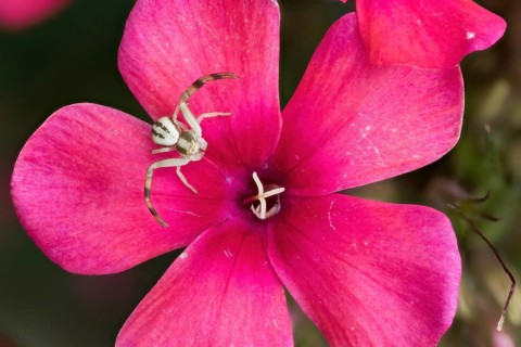Goldenrod crab spider (Misumena vatia) sitting on a bright pink flower, phlox blossom, close-up,