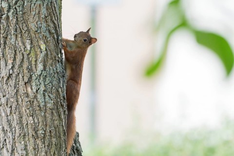 A squirrel (Sciurus vulgaris), young, carefully climbing up a tree trunk, Hesse, Germany