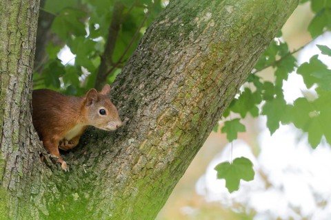 A squirrel (Sciurus vulgaris), juvenile, sitting attentively in the fork of a tree trunk, Hesse,