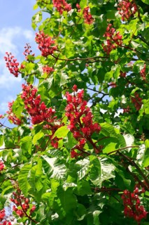 Red-flowering horse chestnut (Aesculus carnea), alienation, North Rhine-Westphalia, Germany
