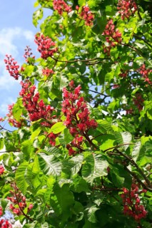 Red-flowering horse chestnut (Aesculus carnea), North Rhine-Westphalia, Germany