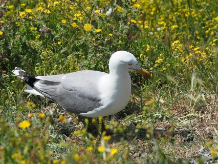 Mediterranean gull (Larus michahellis) searching for food in the grassy area. Porquerolles Island,