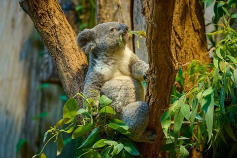 A koala climbs a tree and eats eucalyptus leaves, koala (Phascolarctos cinereus), lives in