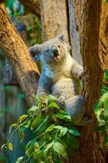 A koala hangs on a tree and looks to the side, koala (Phascolarctos cinereus), lives in Australia,