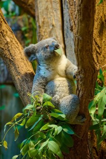 A koala eating eucalyptus on a tree, koala (Phascolarctos cinereus), lives in Australia, captive,