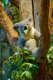 A koala with a leaf in its mouth sitting on a tree, koala (Phascolarctos cinereus), lives in