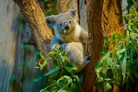 A koala sits on a tree and has eucalyptus in its mouth, koala (Phascolarctos cinereus), lives in