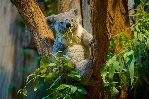 A koala climbing a tree, with eucalyptus leaves in its mouth, koala (Phascolarctos cinereus), lives