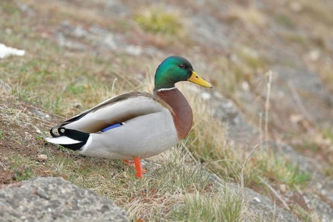 Mallard (Anas platyrhynchos), male, drake, standing on a slope on the lakeshore, Chiemsee, Prien,