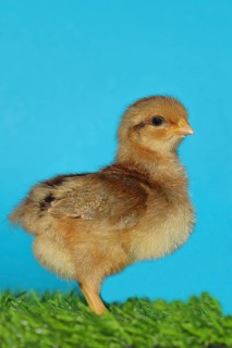 Domestic fowl (Gallus gallus domesticus), freshly hatched, chicken chick standing on grass,