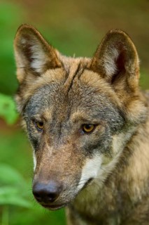 Close-up of a wolf face with intense gaze in the greenery, Wolf (Canis Lupos), Germany