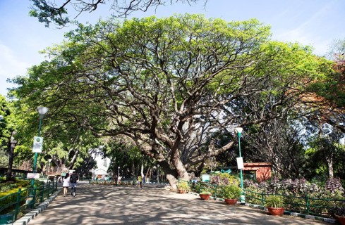 Old rain tree in the Lalbagh Botanical Garden, Begaluru or Bangalore, Karnataka, India
