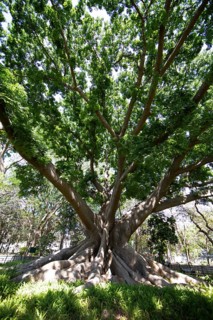 Old Kapock tree (Ceiba pentandra) in the Lalbagh Botanical Garden, Begaluru or Bangalore,