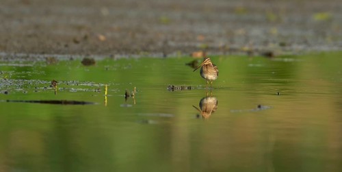 Common snipe (Gallinago gallinago), standing in shallow water, Lower Rhine, North Rhine-Westphalia,