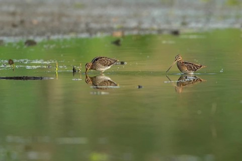 Common snipe (Gallinago gallinago), two foraging in shallow water, Lower Rhine, North
