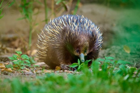 A curious echidna in the wild, surrounded by grass and greenery, short-billed echidna (Tachyglossus