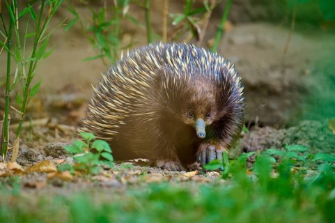 A spiny echidna on the forest floor, surrounded by nature and green foliage, short-billed echidna
