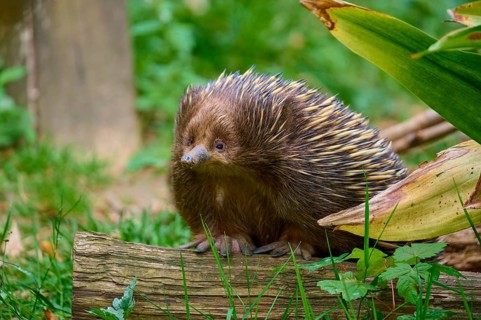 A hedgehog with brown spines sits on a piece of wood surrounded by grass, short-beaked echidna