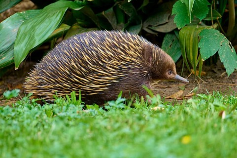 An echidna moves through green grass and dense vegetation, short-billed echidna (Tachyglossus
