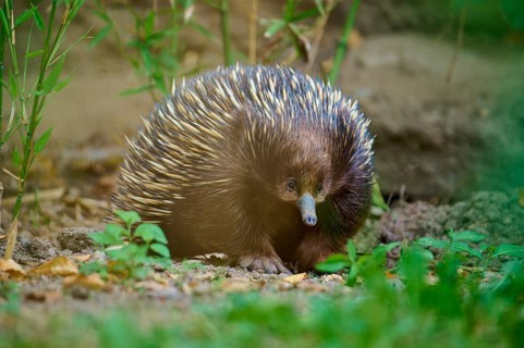 An echidna with distinctive spines in a natural environment, surrounded by plants, short-billed