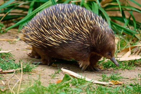 A hedgehog moves across the ground, surrounded by grass and leaves, short-billed echidna