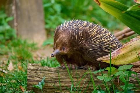 An echidna sitting on a tree trunk, embedded in lush vegetation, short-billed echidna (Tachyglossus