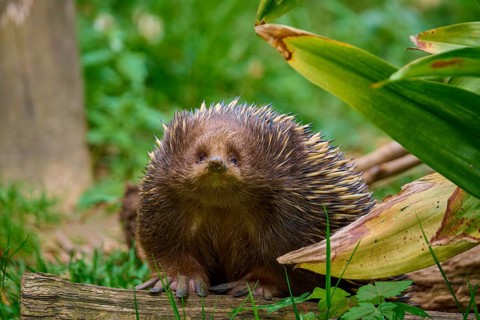 An echidna looking attentively into the camera, surrounded by plants, short-billed echidna