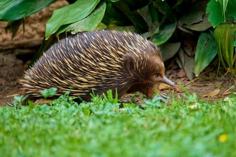 An echidna crawling through a green grassy landscape surrounded by leaves, short-billed echidna