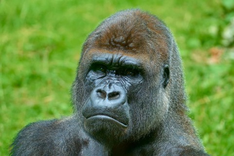 A gorilla gazes intently into the distance, surrounded by nature, Gorilla (Gorilla Gorilla),