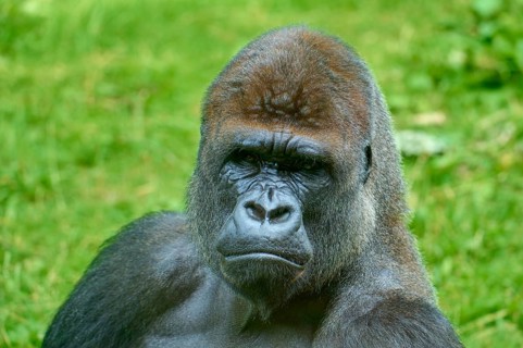 A gorilla looking thoughtfully into the distance, surrounded by green nature, Gorilla (Gorilla